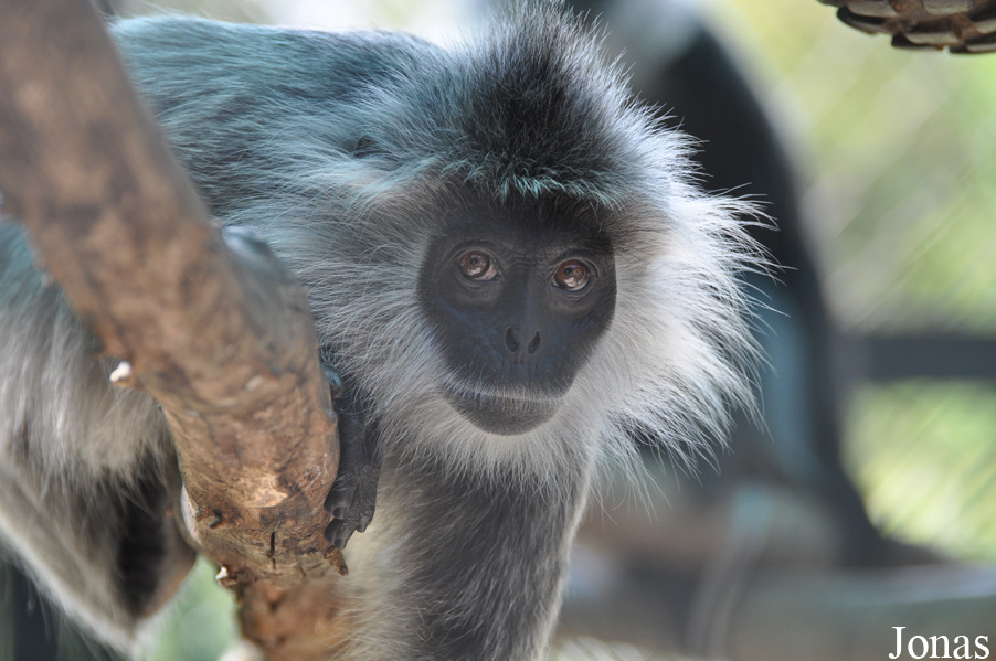 Trachypithecus germaini