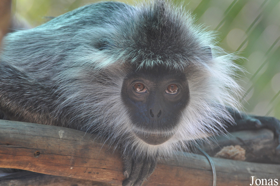 Trachypithecus germaini
