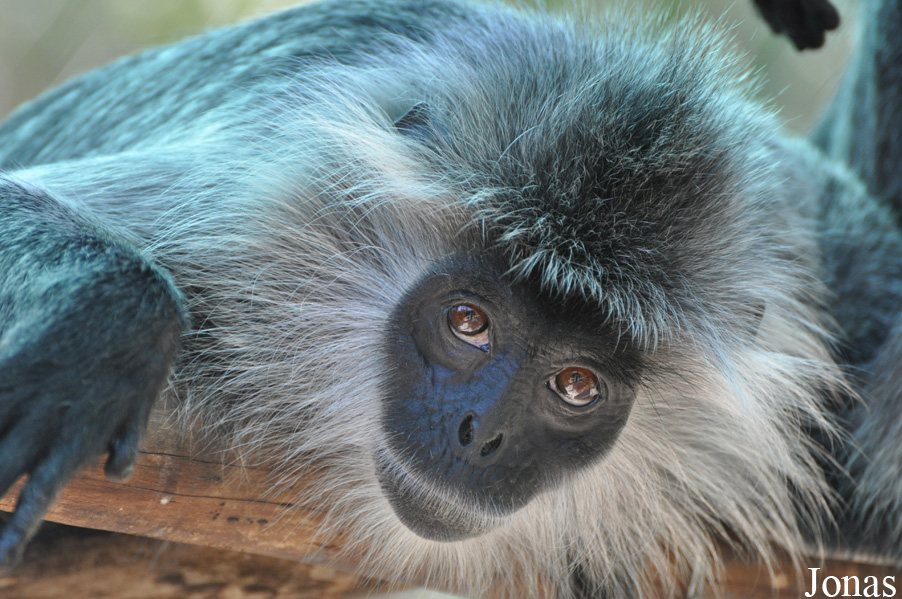 Trachypithecus germaini