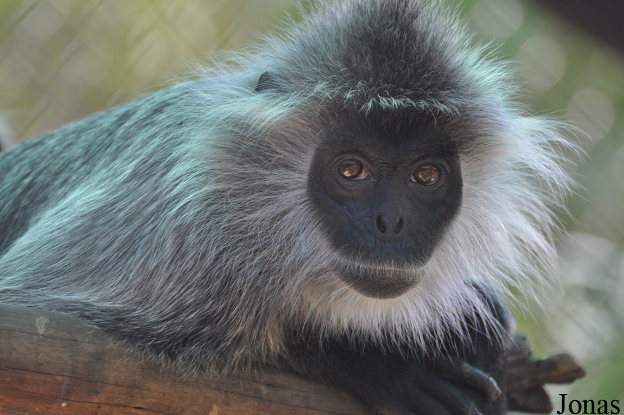 Trachypithecus germaini
