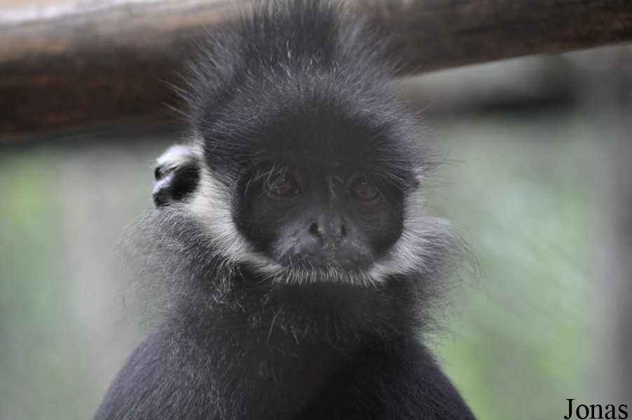 Trachypithecus hatinhensis