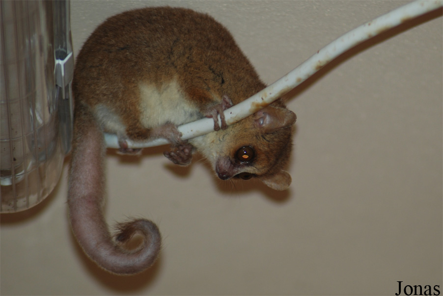 Microcebus ganzhorni