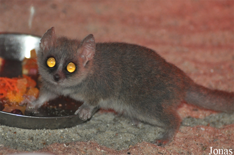 Microcebus murinus