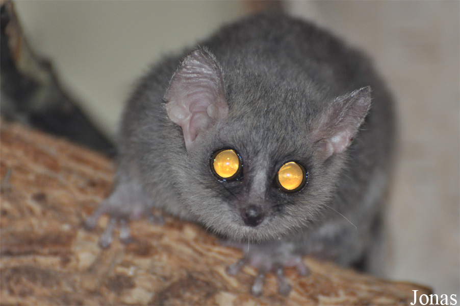 Microcebus murinus
