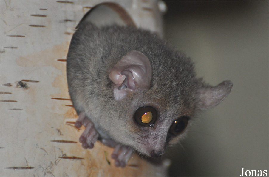 Microcebus murinus