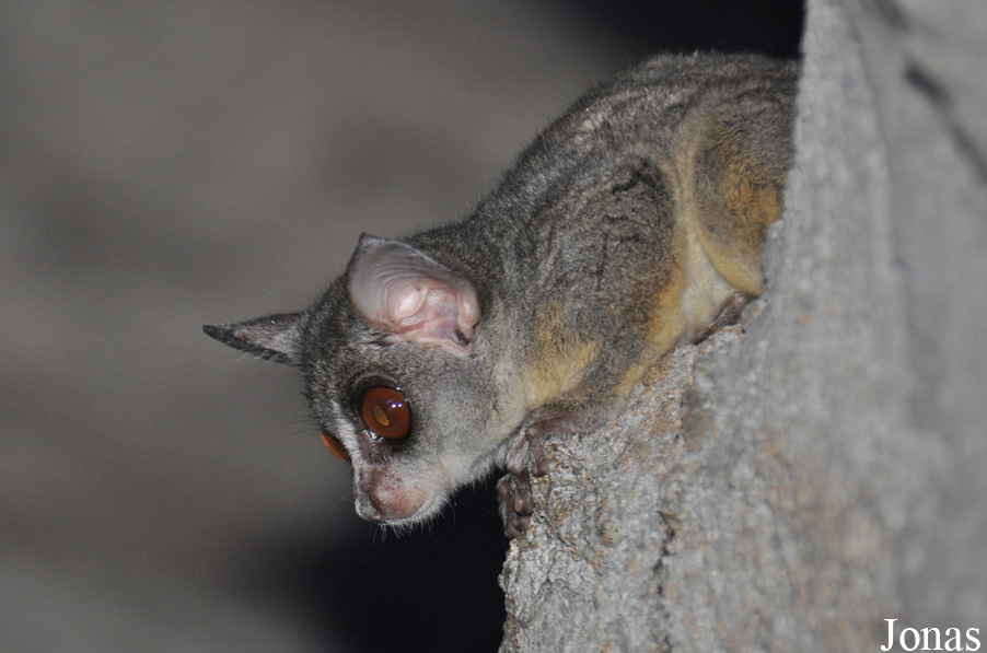 Galago senegalensis