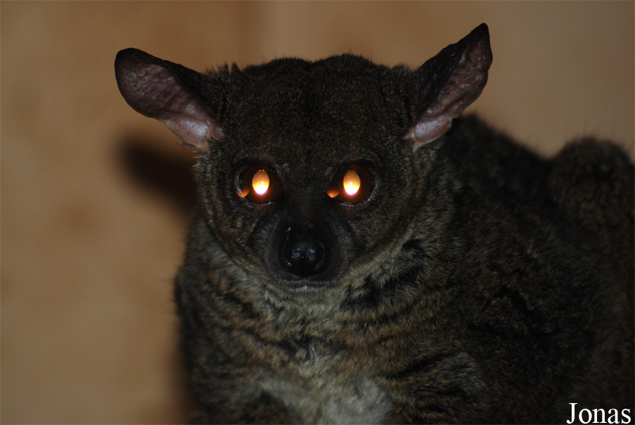 Otolemur garnettii