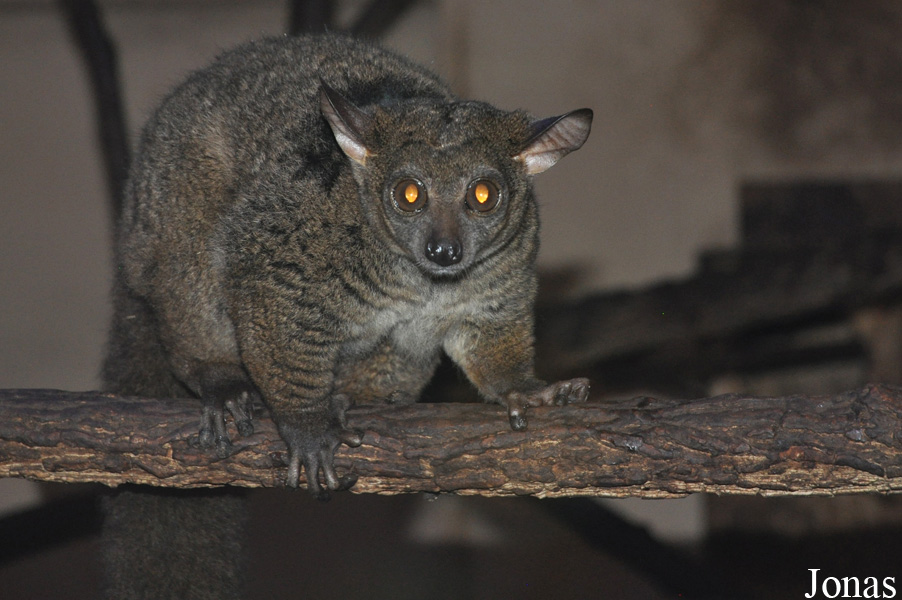 Otolemur garnettii