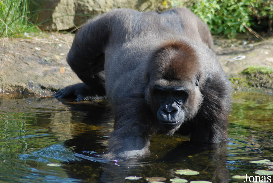 Gorilla gorilla gorilla