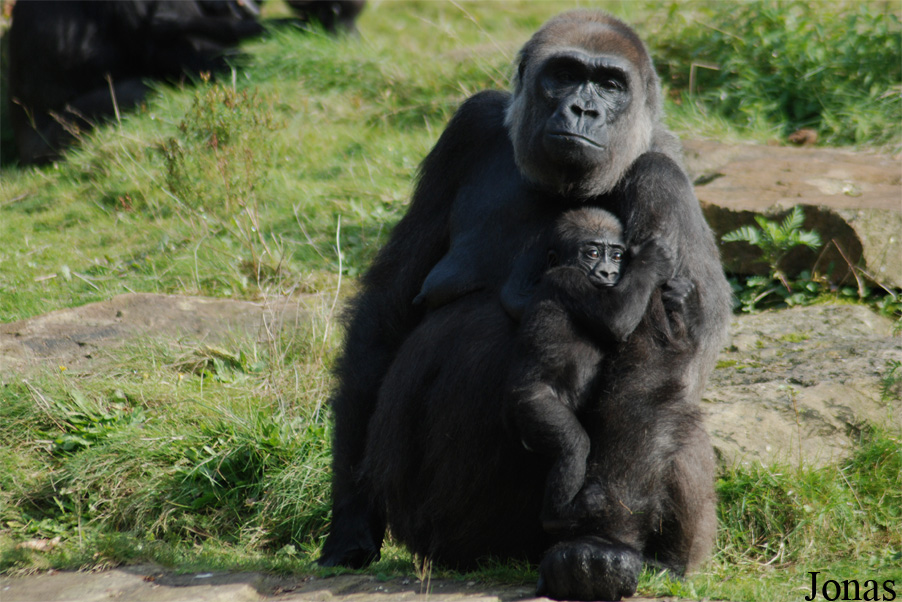 Gorilla gorilla gorilla