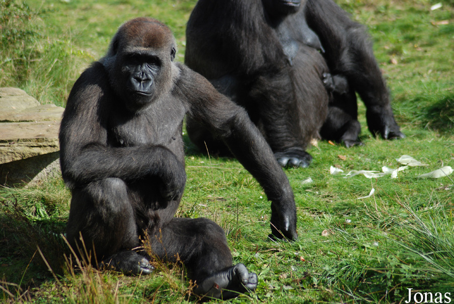 Gorilla gorilla gorilla