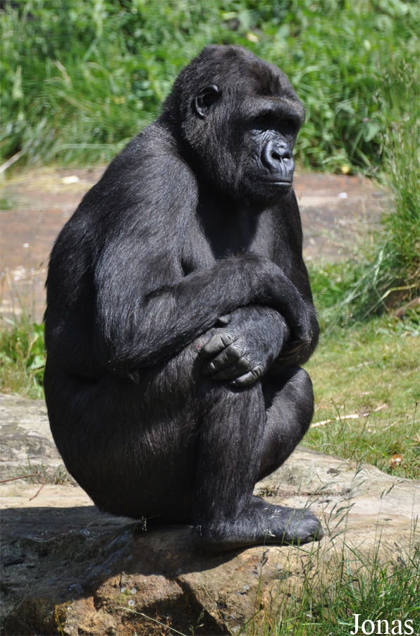 Gorilla gorilla gorilla