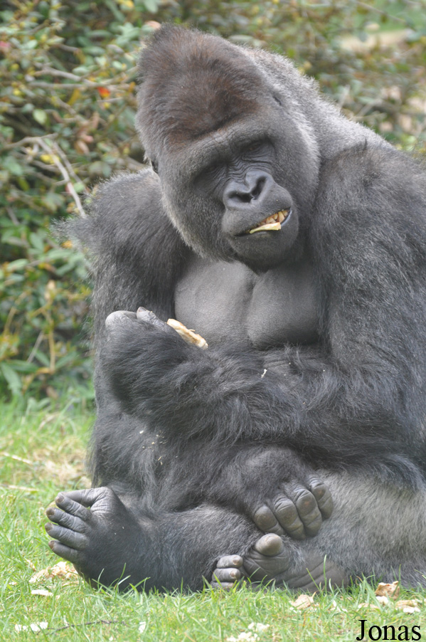 Gorilla gorilla gorilla