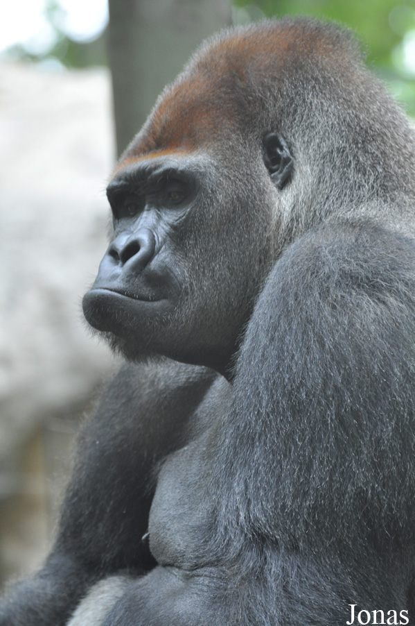 Gorilla gorilla gorilla
