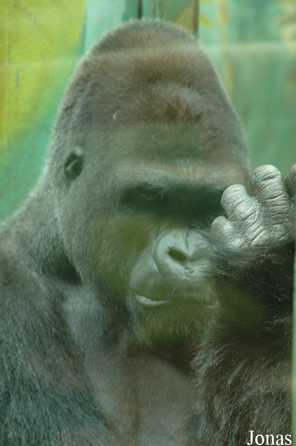 Gorilla gorilla gorilla
