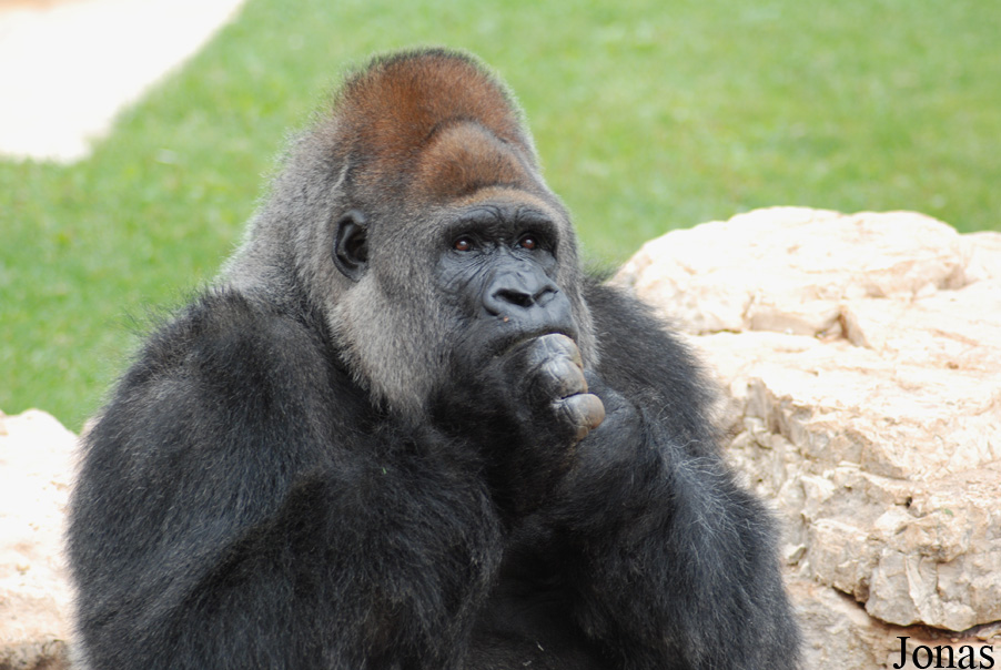 Gorilla gorilla gorilla