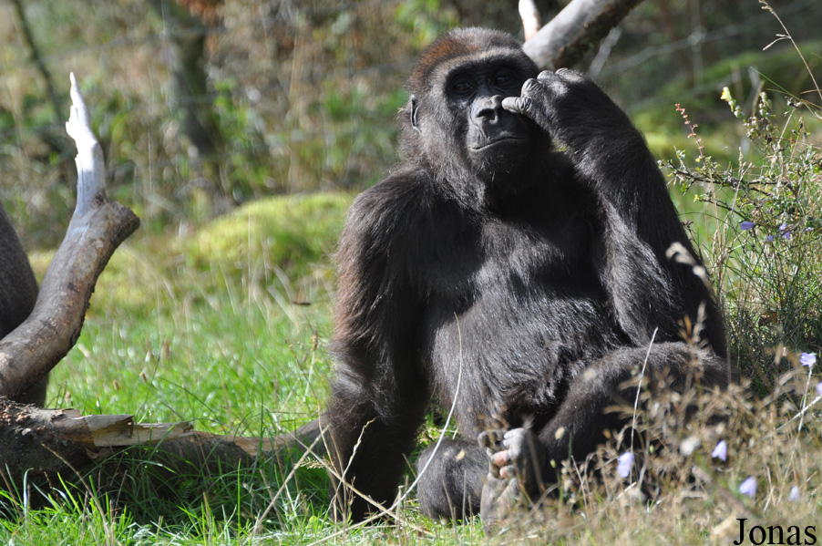 Gorilla gorilla gorilla