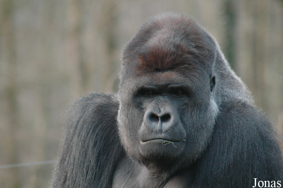 Gorilla gorilla gorilla