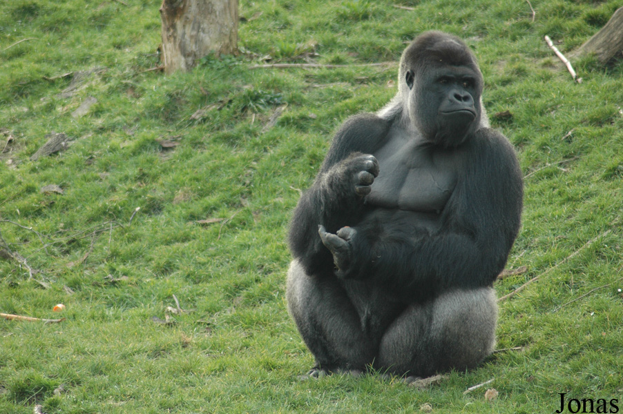 Gorilla gorilla gorilla