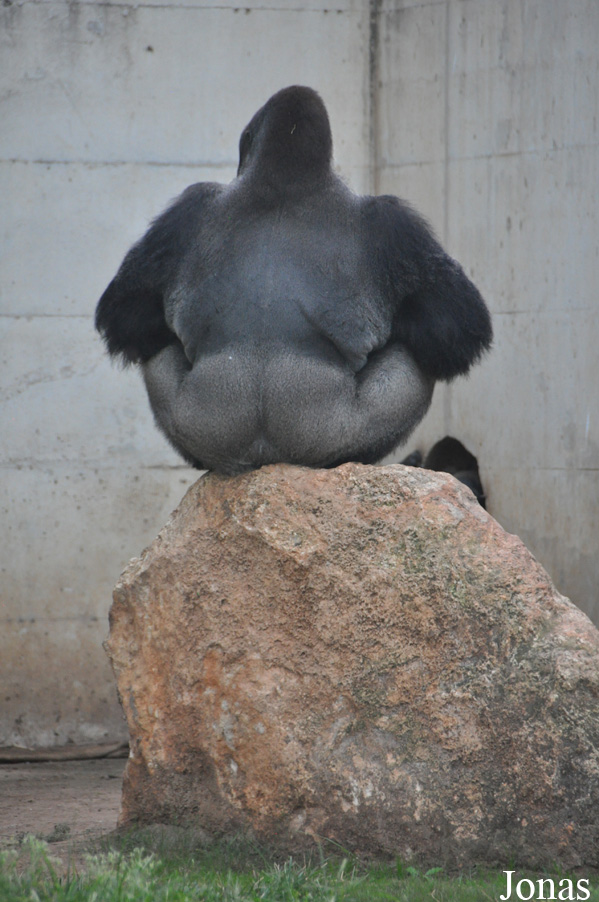 Gorilla gorilla gorilla