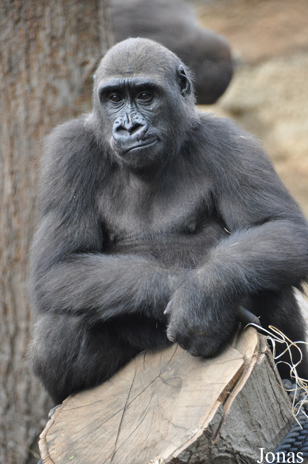 Gorilla gorilla gorilla