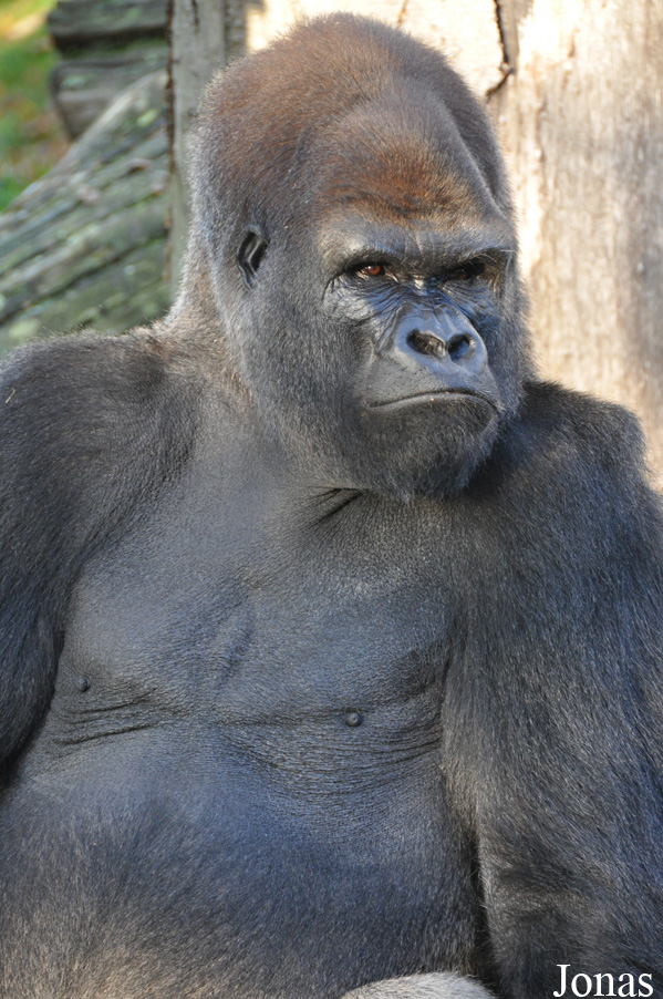 Gorilla gorilla gorilla