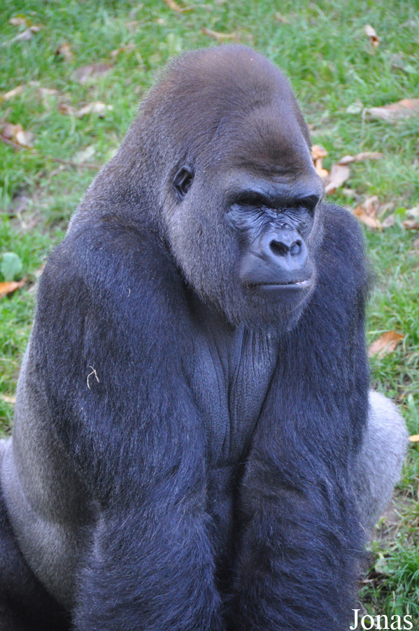 Gorilla gorilla gorilla