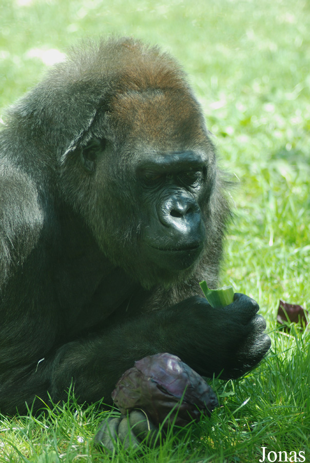 Gorilla gorilla gorilla