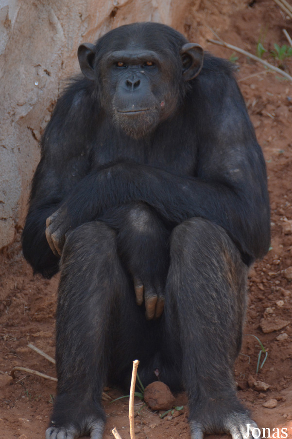Pan troglodytes