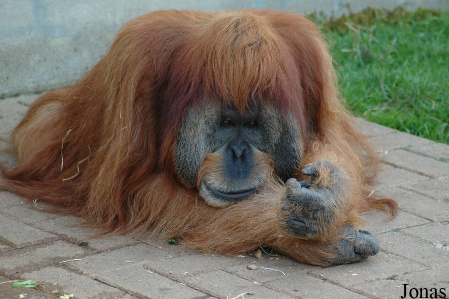 Pongo abelii
