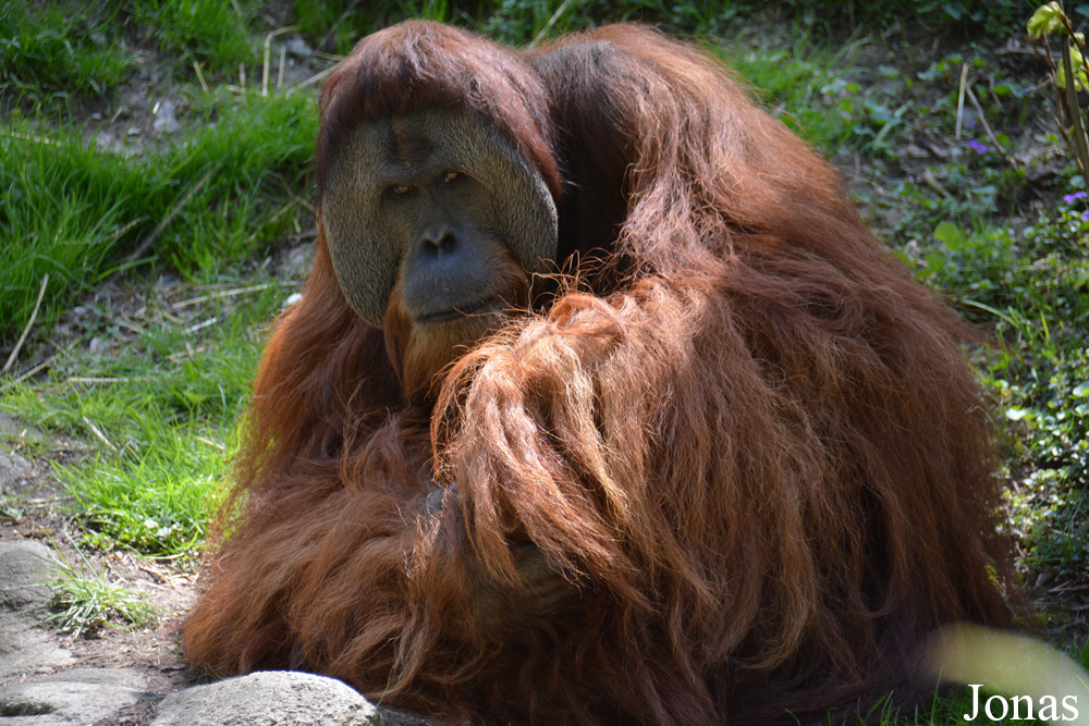 Pongo abelii