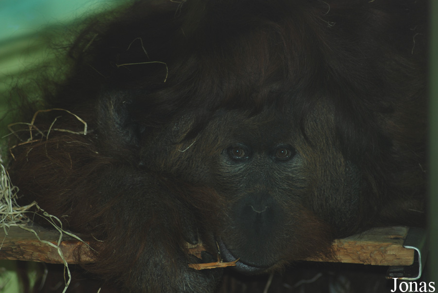 Pongo abelii x pygmaeus