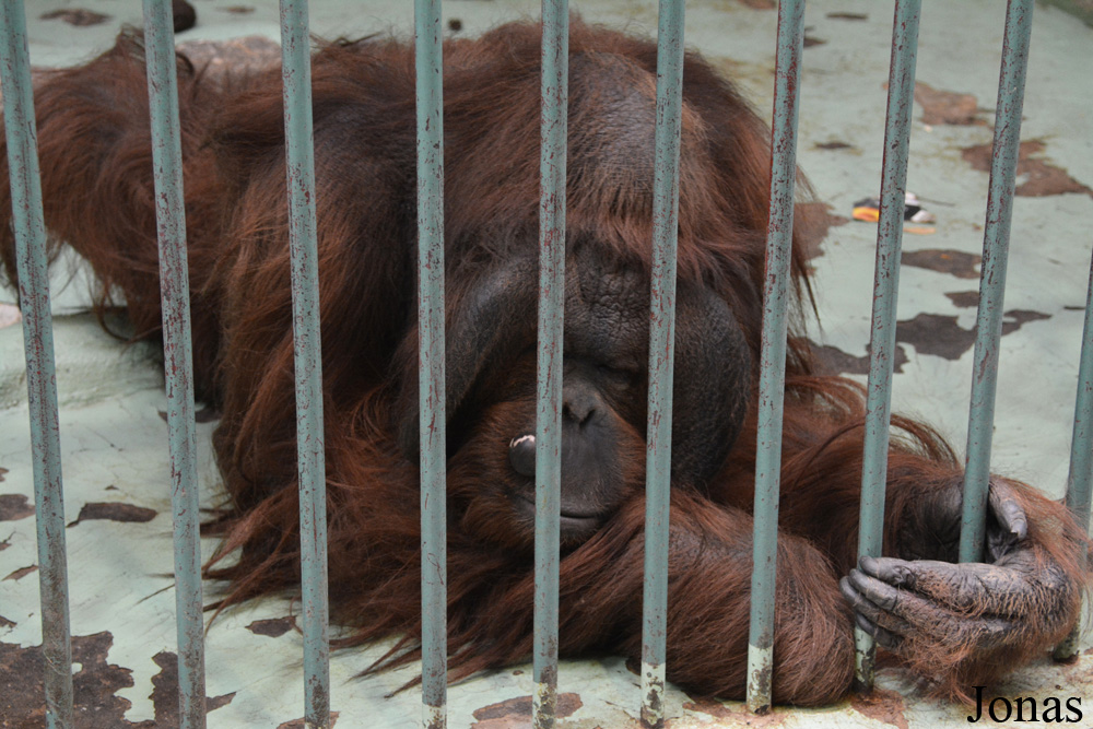 Pongo pygmaeus