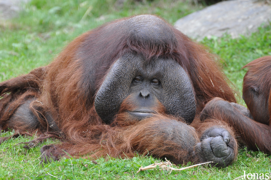 Pongo pygmaeus