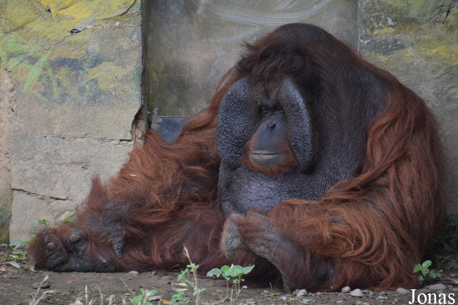 Pongo pygmaeus