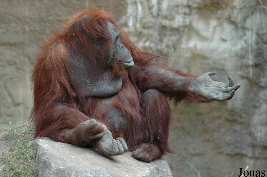 Pongo pygmaeus