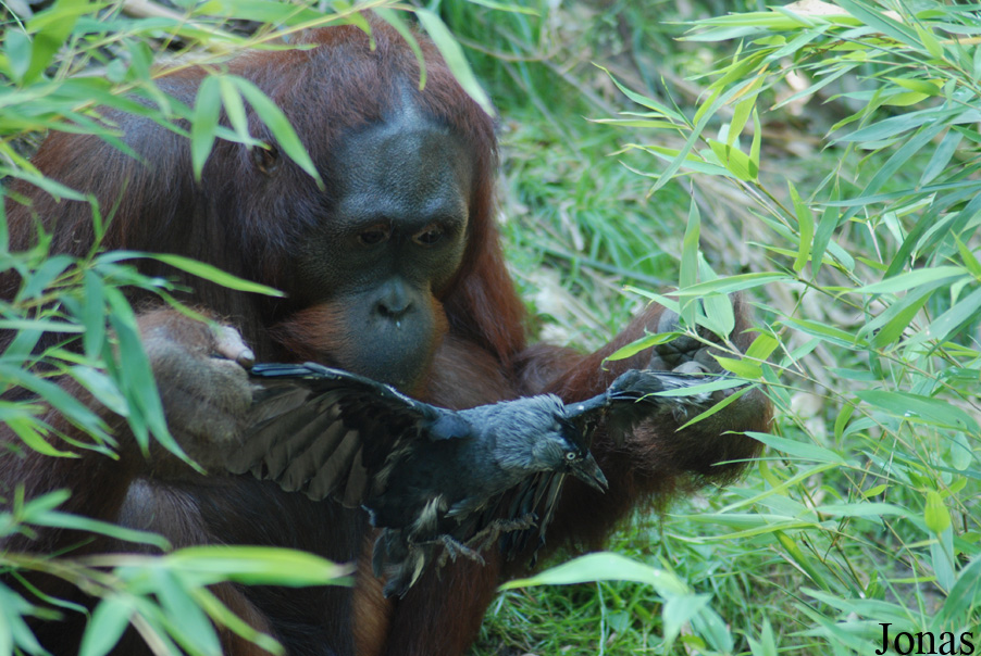 Pongo pygmaeus