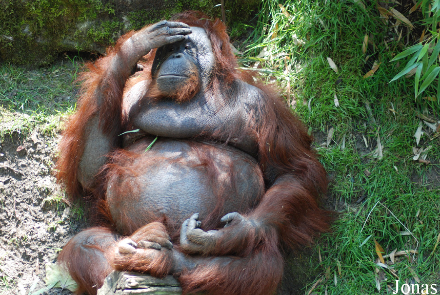 Pongo pygmaeus