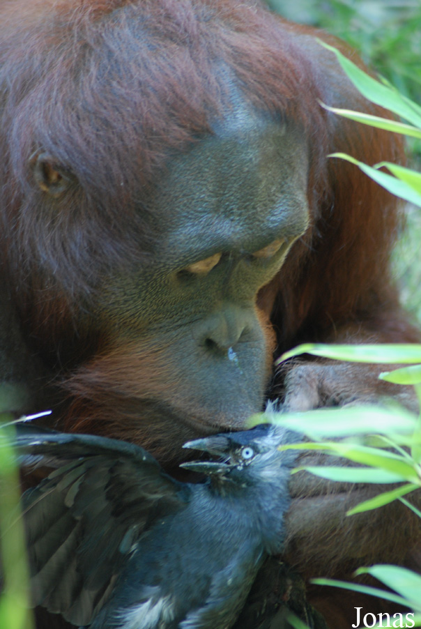 Pongo pygmaeus