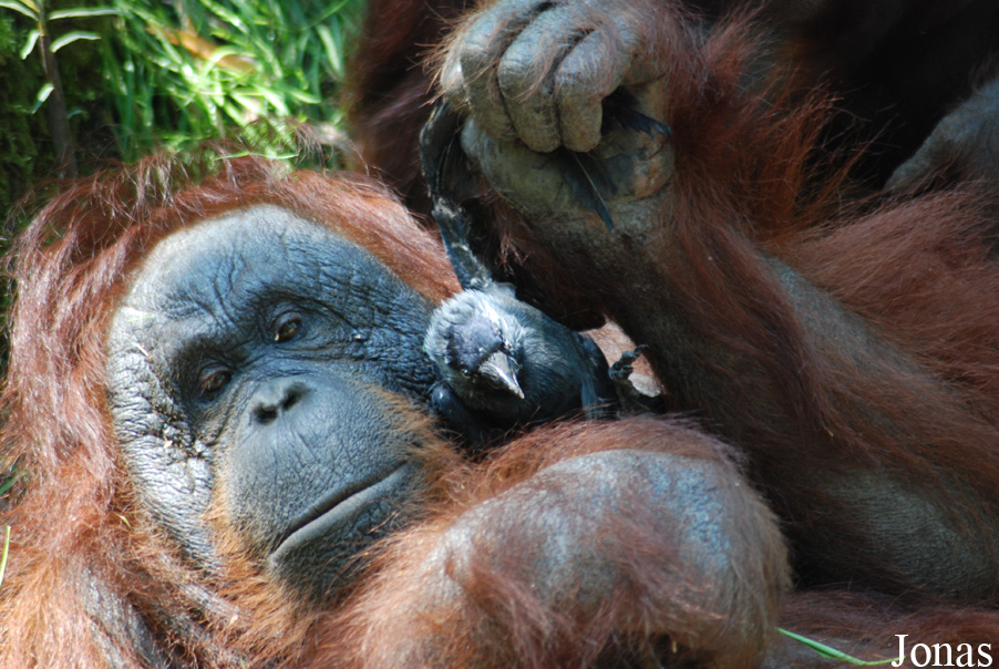 Pongo pygmaeus