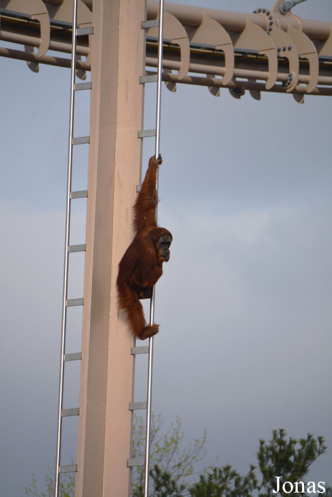 Pongo sp.
