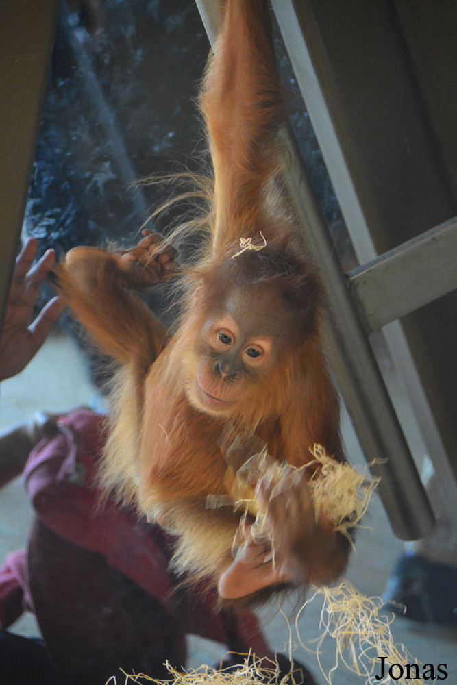 Pongo sp.