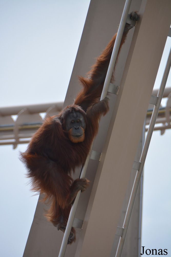 Pongo sp.