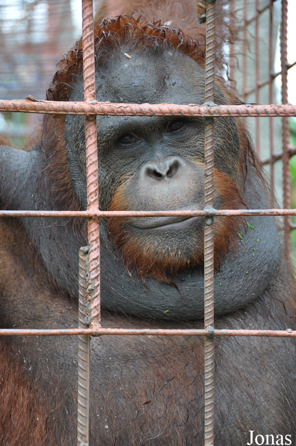 Pongo sp.