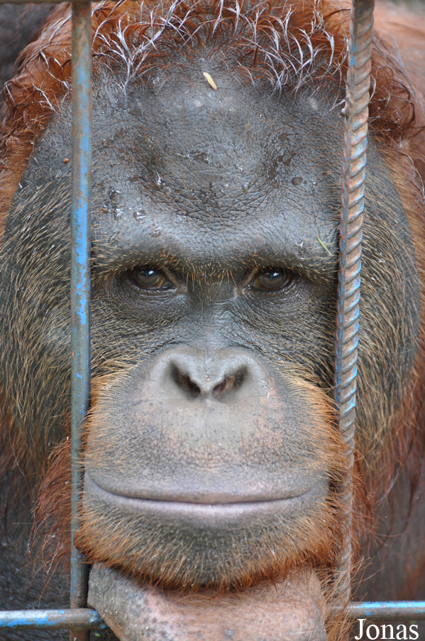 Pongo sp.