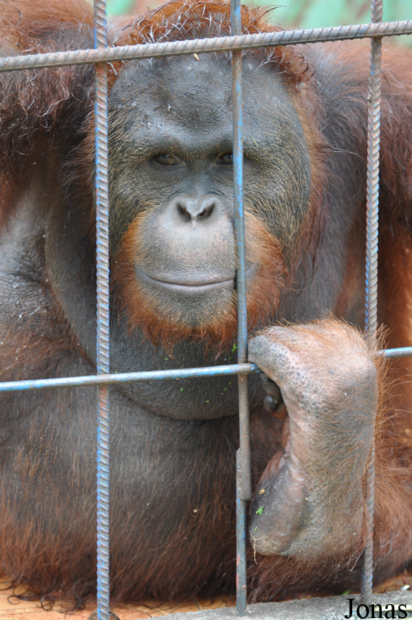 Pongo sp.