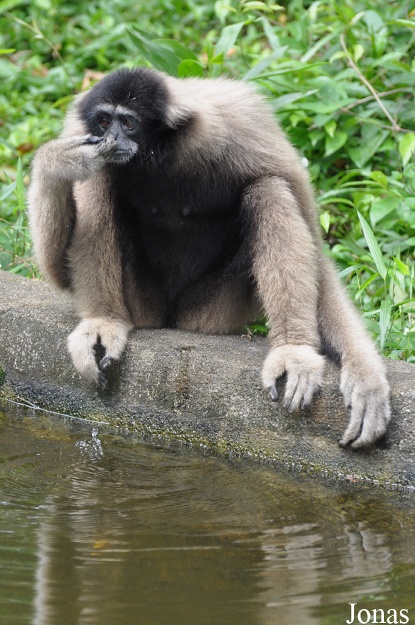 Hylobates muelleri funereus