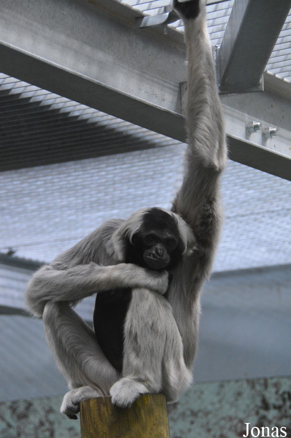 Hylobates pileatus