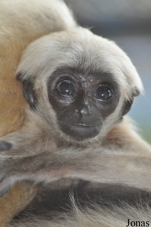 Hylobates pileatus