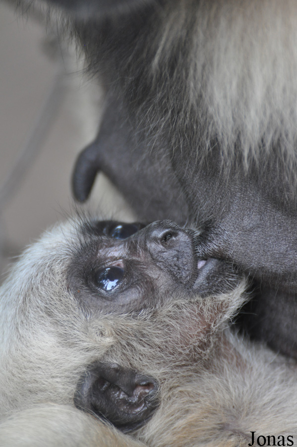 Hylobates pileatus